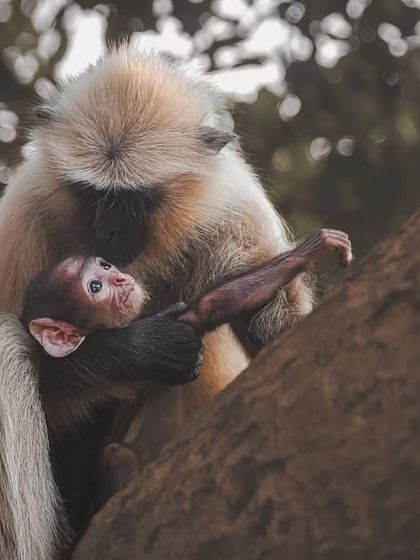 A mother Hanuman langur cradles her infant. These tender moments showcase the social bonds within primate families.