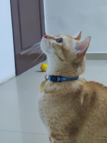 Sammy's Nest - Home Boarding for Small Pets Happy Cats: Our Boarding Guests photo 76