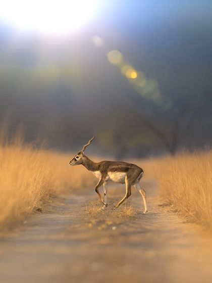 The intentional use of lens flare gives this image of a blackbuck a dreamy, ethereal quality, turning a simple moment into a piece of art.