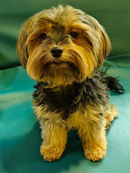 Meet Ginny, one of our tiniest boarders. We welcome dogs of all shapes and sizes, giving specialized attention to smaller breeds to make sure they feel secure and pampered during their stay with us.