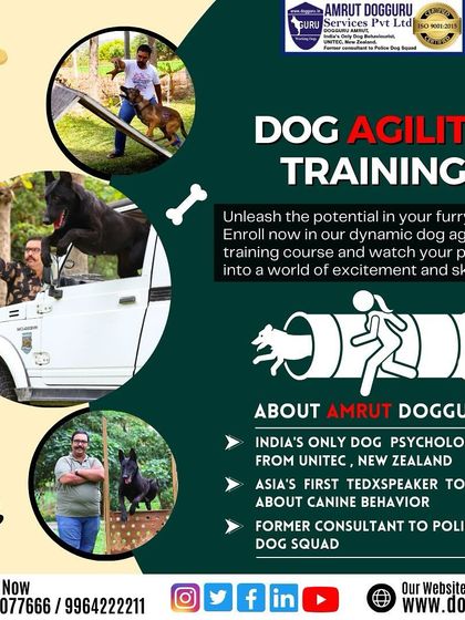 Dog Guru - Professional Dog Trainer Certification Advanced Training in Action photo 25