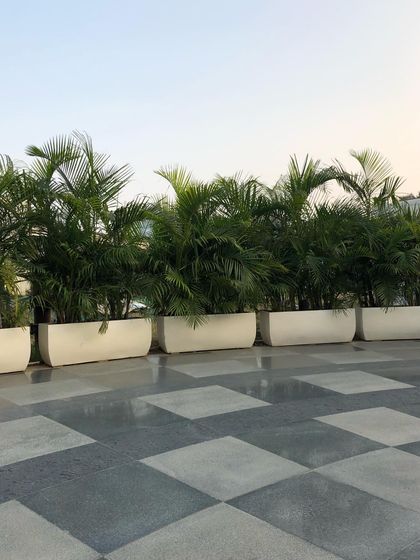 Palms, Leafy Greens & More photo 9