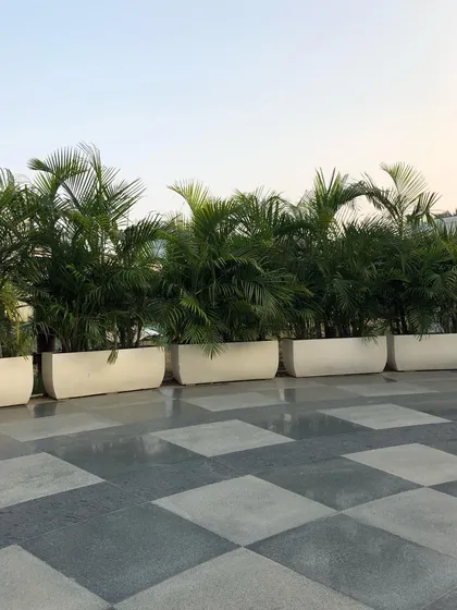 This wider shot shows how a series of planters with Areca Palms can be used to landscape a large, paved area, breaking up the monotony of the hardscape.
