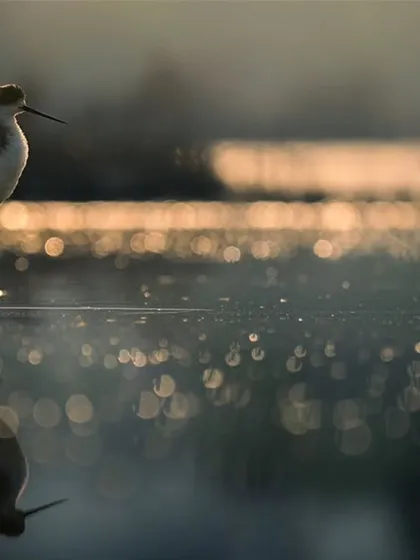 A Black-winged Stilt is perfectly reflected in the water, with the sparkling bokeh of the sunrise creating a magical effect. This is urban wildlife at its most beautiful.