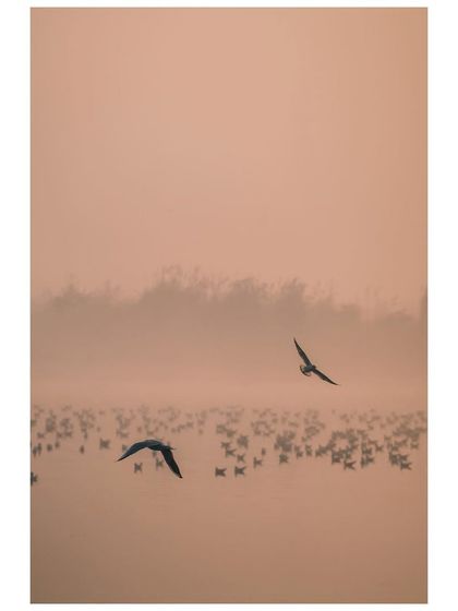 Two birds fly over a flock resting on the misty surface of the Yamuna River. The soft, hazy light creates a peaceful and minimalist landscape.