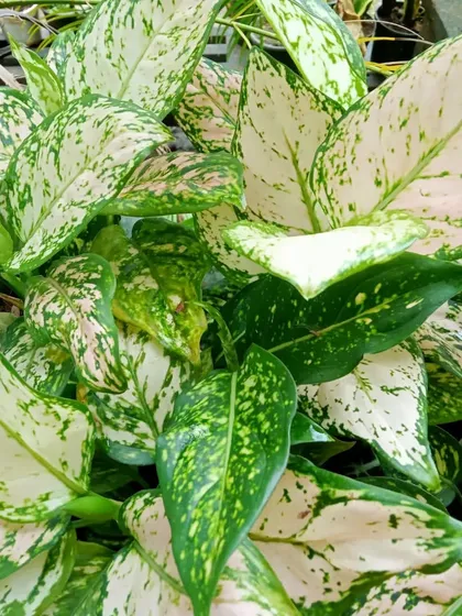 A close-up of another beautiful Aglaonema variety, showcasing its white and green speckled foliage. These plants are well-suited for low-light conditions, making them a versatile choice for interior decoration.