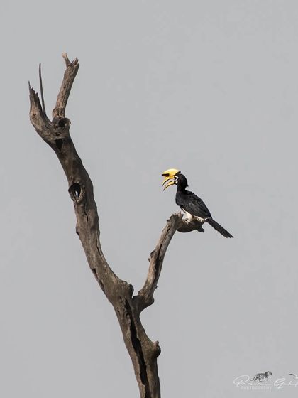 An Oriental Pied Hornbill perched on a skeletal tree, creating a stark and powerful image against the plain sky.