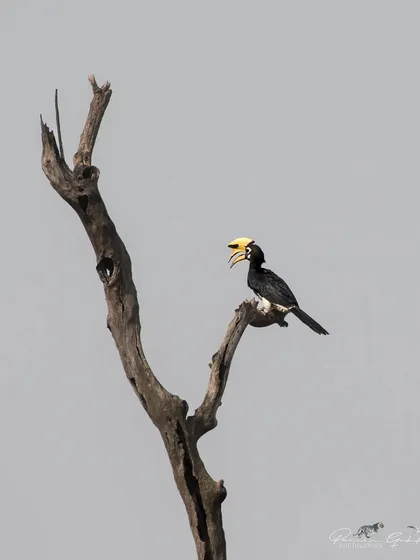 Another view of the Oriental Pied Hornbill, calling out from its perch in Rajaji National Park.