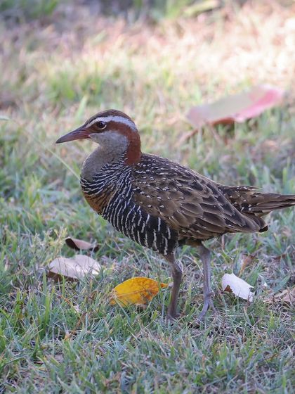 Waders, Ducks & Waterbirds photo 34
