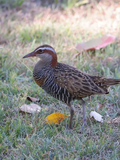 The Buff-banded Rail is a common bird in Australia and across the Asia-Pacific region. They are often secretive but can sometimes be seen foraging in open grassy areas.