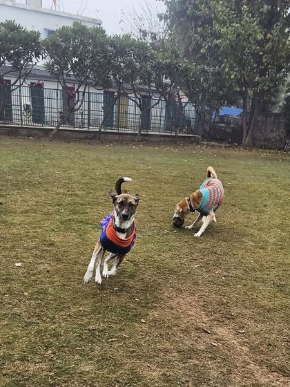 The chase is on. Our large lawns provide ample space for dogs to run and play together.