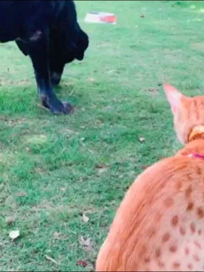 A curious cat meets a friendly dog. We manage interactions carefully to ensure all our guests, big or small, feel comfortable and safe.
