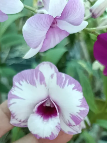 A close-up of a white and purple Dendrobium orchid.