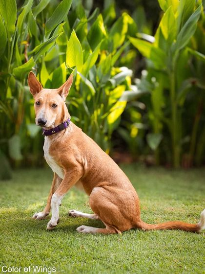 A beautiful portrait of Jimmy Choo, an adoptable indie, sitting gracefully on the grass against a background of lush greenery.