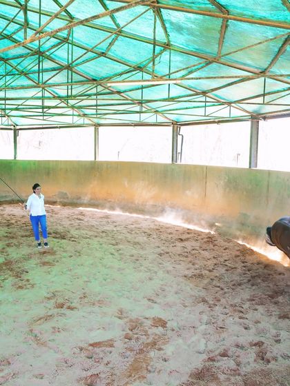 A dynamic moment from our Horse Leadership Program in the round pen. This exercise demonstrates concepts of leadership and influence as participants learn to guide a horse without physical contact.