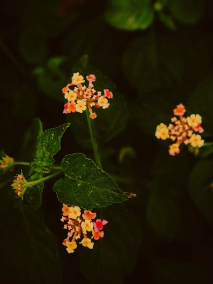 Zahid Moledina - Photography The World Up Close: Nature & Macro photo 30