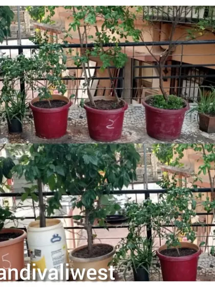 From sparse and uneven to full and thriving. This project in Kandivali West involved repotting and nourishing several plants to create a more uniform and healthy balcony garden.