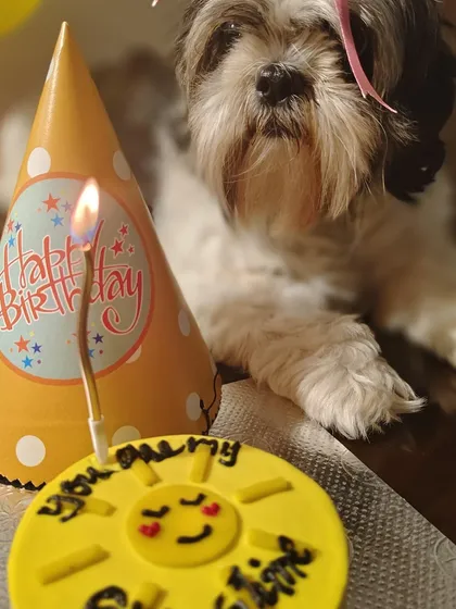 Little Bella celebrating her birthday with a cake that says it all: "You are my sunshine." This 200g chicken liver and oats cake is a perfect, healthy treat for smaller breeds to enjoy on their special day.