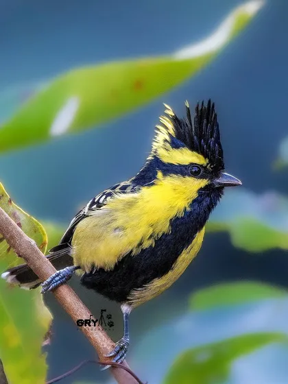The striking crest and bold colors of a Himalayan Black-lored Tit. This image from the forests of Uttarakhand represents my work in diverse and challenging terrains to capture unique and beautiful species.