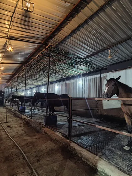 A view of our clean, well-lit, and spacious stables at night. We take great pride in providing a comfortable and safe environment for our horses, who are part of our family.
