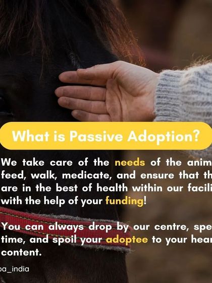 Cupa - Large Animal Sanctuary & Rehabilitation Become a Guardian: Support Our Mission photo 3