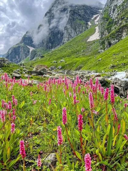A field of beautiful pink flowers along the Hampta Pass trek route. The journey is filled with vibrant colours and natural beauty.