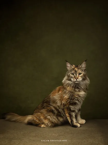 Our pets are family, and they deserve a portrait that captures their unique spirit. With the same fine art approach, I create soulful portraits of our furry companions, celebrating their poised, elegant, and mysterious nature.