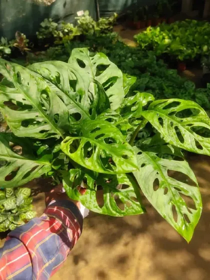 Another shot of me holding a beautiful Monstera Adansonii, ready for a customer. It's a popular and rewarding plant to grow.