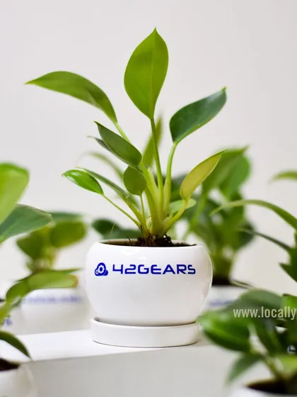 A small plant can brighten any workspace. We provide these charming potted plants with custom branding on the ceramic pot, as seen here for our client 42Gears.