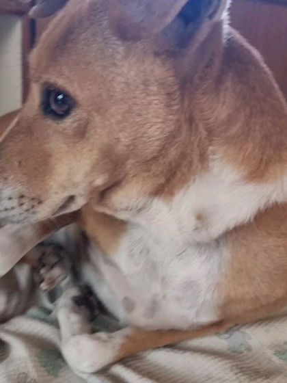 Pawsitively Purrfect - Pet Adoption Services The Unconditional Love of an Indie photo 3