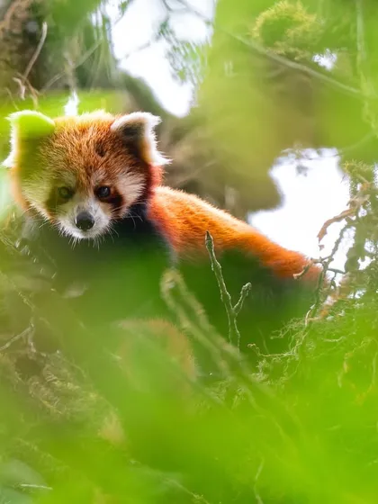 A Red Panda, often called the "bamboo whisperer," peeks through the foliage. They are masters of camouflage, and finding them in the dense, mossy forests of the Himalayas requires patience and a keen eye.