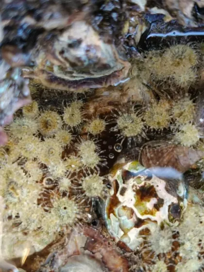 A tide pool teeming with sea anemones. These walks reveal a hidden world of color and life that is only visible when the tide is low.