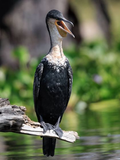 The African White-breasted Cormorant, a subspecies of the Great Cormorant, lets out a call from its perch over Lake Naivasha.