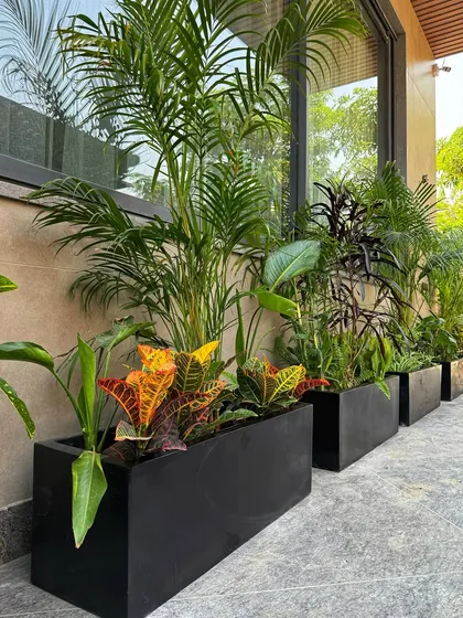 A close-up of the vibrant Crotons and lush palms in the driveway planters. The mix of colors and textures makes the entrance feel lively and welcoming.
