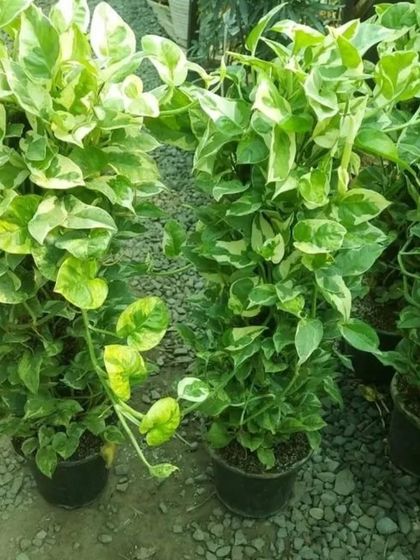 A pair of healthy Marble Queen Pothos plants, ready for delivery. Their bright variegated leaves can light up any room.