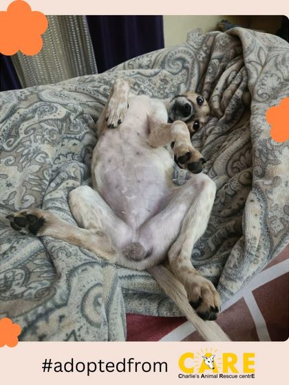 Charlie's Animal Rescue Centre - Animal Rescue & Adoption Happy Tails: Our Adoption Stories photo 4