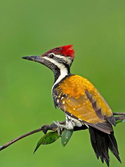 A Lesser Goldenback woodpecker on a thin vine. Its bright red crest and golden back are characteristic features.