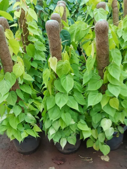 A group of Neon Pothos climbing up coir moss poles. Their bright, chartreuse-colored leaves are excellent for brightening up low-light corners of your home.