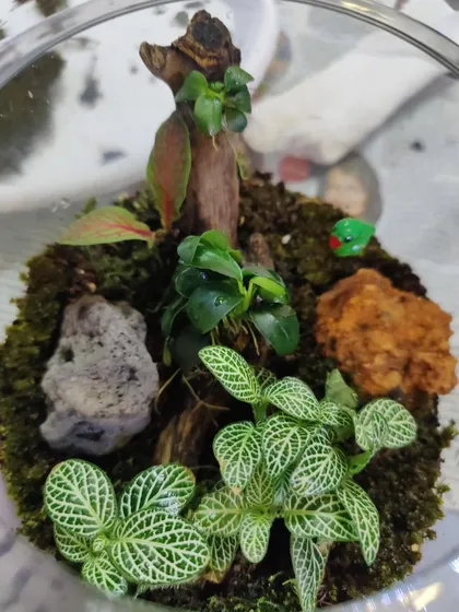A top-down view of a finished terrarium reveals the careful placement of different elements. You can see how nerve plants, moss, wood, and stones come together to form a complete miniature landscape.