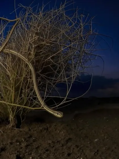 This award-winning photograph from the Thar Desert is a result of patience and understanding the ecosystem. My work often involves documenting rare and endangered species in challenging environments to bring global recognition to their plight and the need for conservation.