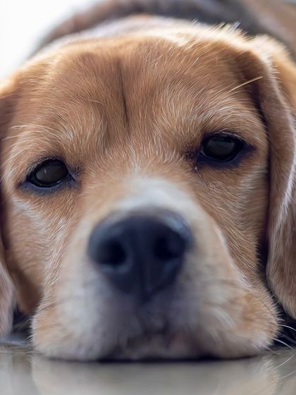 Govind Raj - Pet Photography Portraits of Every Paw-sonality photo 4