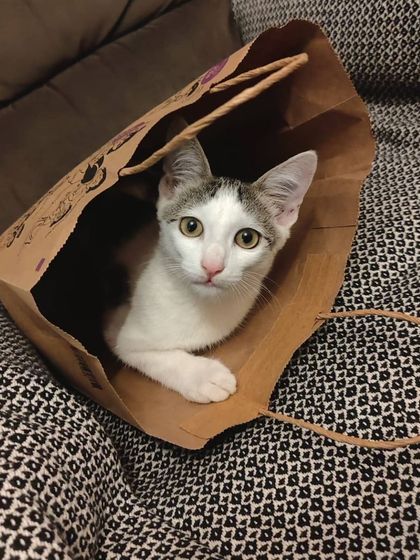 This is Joey, a handsome white and tabby cat, peeking out of a paper bag. He is looking for his forever home.
