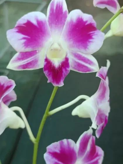 A lovely pink and white Dendrobium orchid.