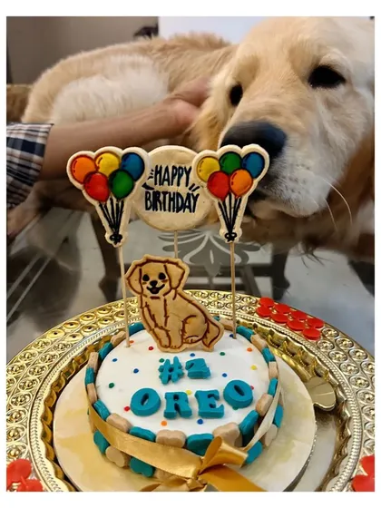 A quiet moment of admiration before the feast. Oreo patiently waits for his slice of his 4th birthday cake.