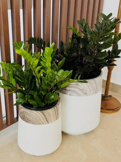 A pair of ZZ plants, one regular and one raven, in matching modern planters. This shows how you can play with different varieties of the same plant for a stylish and cohesive look.