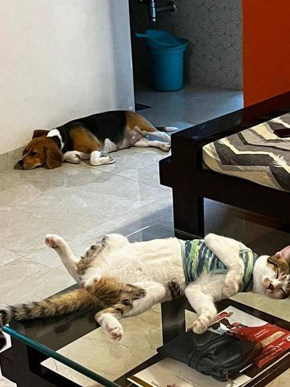 This is what a peaceful, multi-pet household can look like. With proper introductions and training, a cat can sleep soundly on a table while a dog rests calmly on the floor. This is harmony in motion.