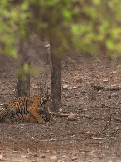 Two tigers mating, a raw and powerful display of natural behavior. Witnessing these moments is rare and provides insight into the continuation of these royal bloodlines.