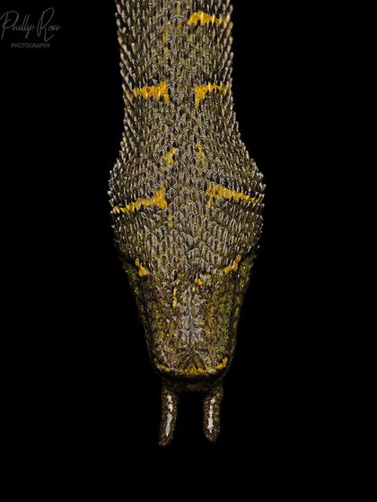 A top down view of the Tentacled Snake's head, showing the unique texture of its scales and the placement of its twin tentacles.