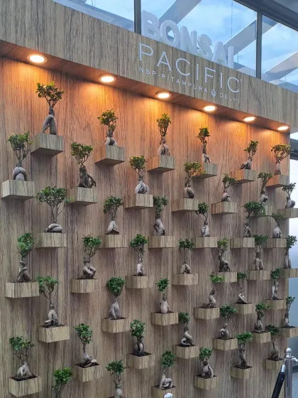 The finished Ginseng Ficus Bonsai wall, beautifully lit to highlight the unique shape of each miniature tree. This installation is a testament to our ability to execute creative and specialized greening projects.