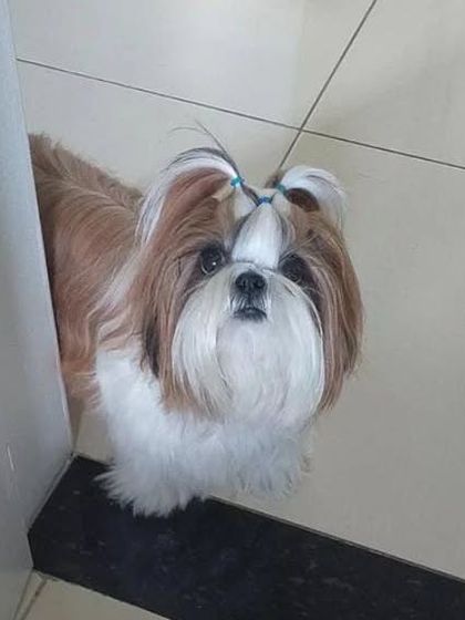 Wooflezpetcare - At-Home Pet Grooming Small Dog Styling photo 5